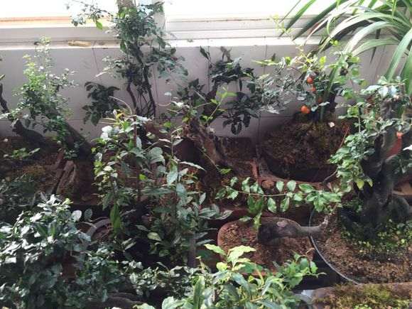 金弹子老桩盆景资源多 不宜收藏 容易亏本