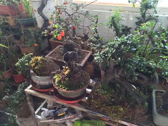 金弹子老桩盆景资源多 不宜收藏 容易亏本