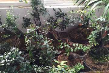 金弹子老桩盆景资源多 不宜收藏 容易亏本