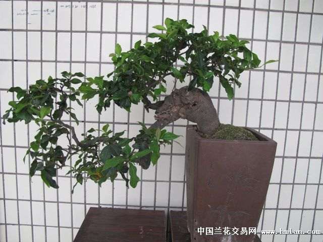 金弹子盆景为什么这么贵呢