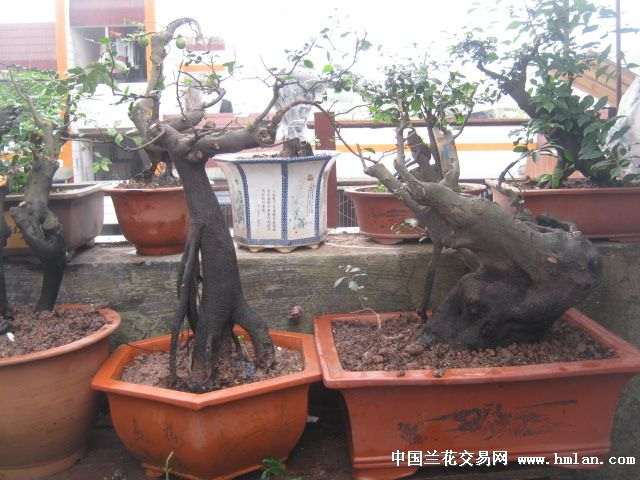 金弹子盆景价格为什么这么贵呢