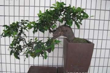 金弹子盆景价格为什么这么贵呢