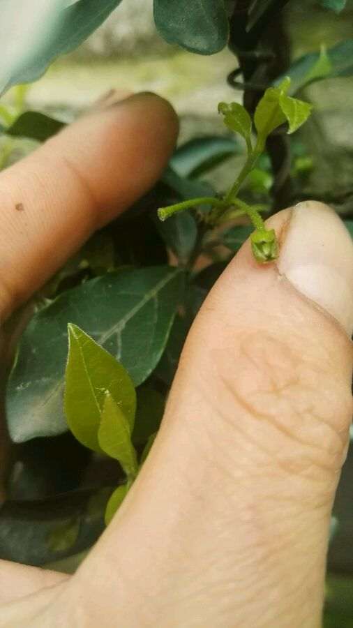 金弹子盆景老是掉花 我个人的分析