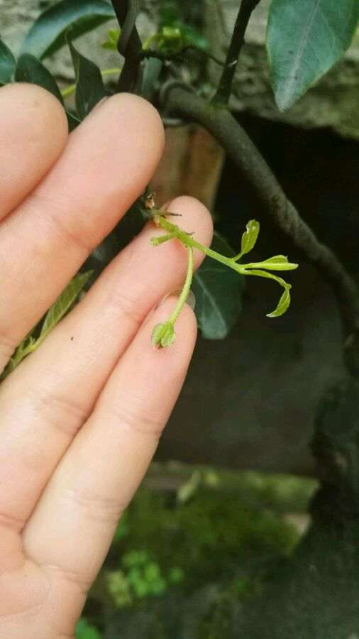 金弹子盆景老是掉花 我个人的分析