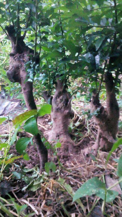 为什么我的金弹子下山桩上会有刺