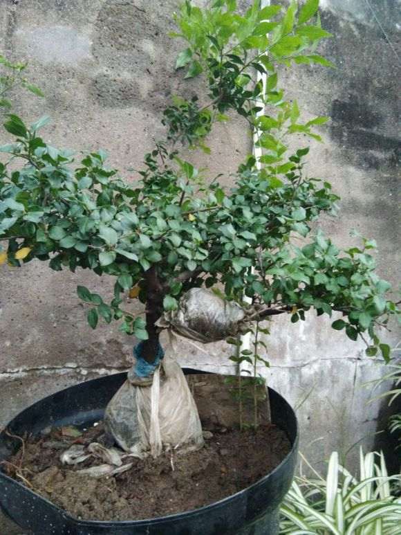 关于金弹子下山桩的几种繁殖献身说法