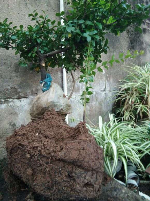 关于金弹子下山桩的几种繁殖献身说法