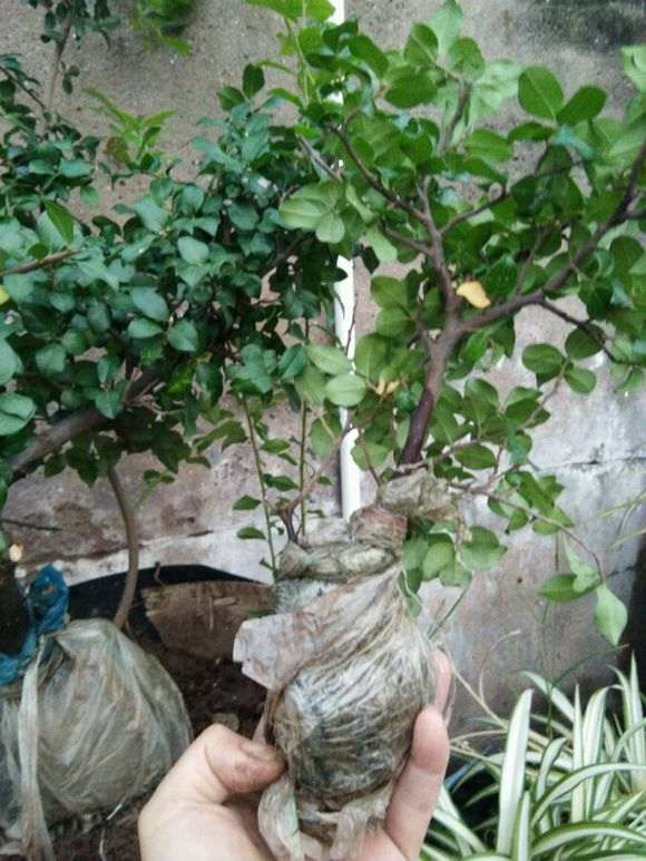 关于金弹子下山桩的几种繁殖献身说法