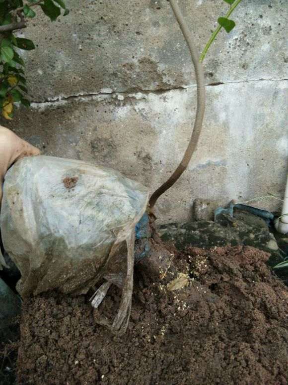 关于金弹子下山桩的几种繁殖献身说法