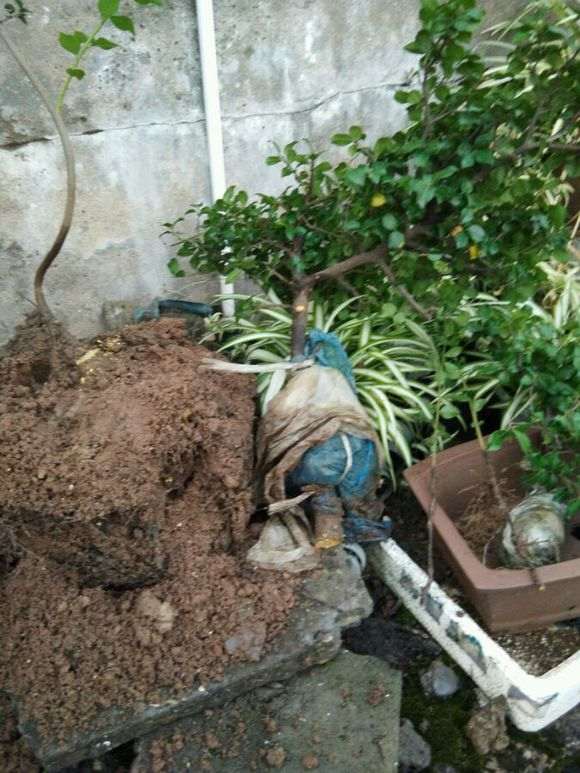 金弹子下山桩怎么繁殖 有几种方法 图片