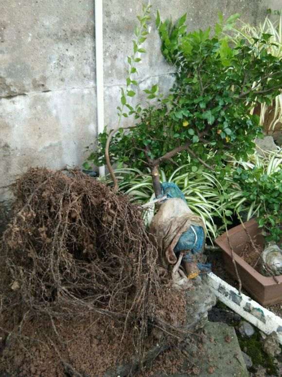 金弹子下山桩怎么繁殖 有几种方法 图片