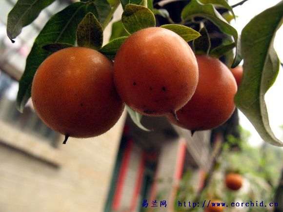 花卉市场有金弹子下山桩卖吗