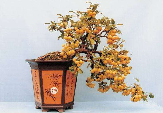 花卉市场有金弹子下山桩卖吗