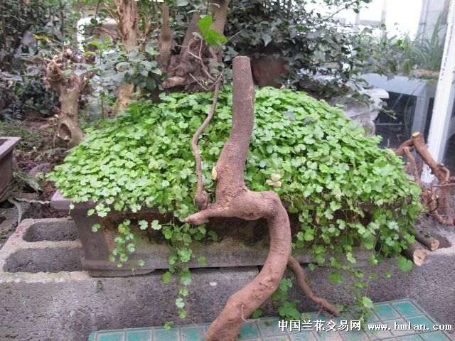 50厘米高的金弹子下山桩 养一年