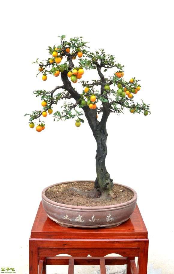 金弹子盆景要养一两年才能盘扎啊