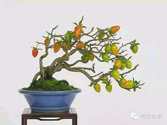 金弹子盆景要养一两年才能盘扎啊