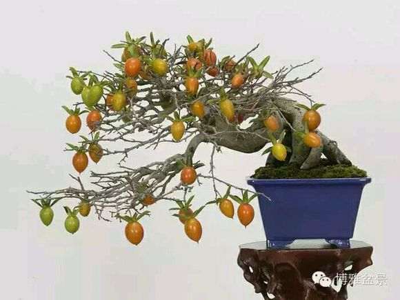 金弹子盆景要养一两年才能盘扎啊
