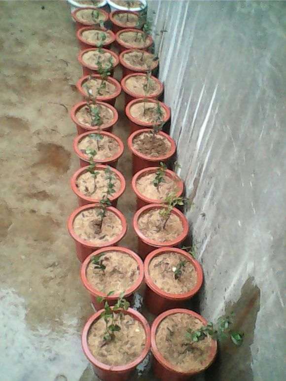 金弹子最适合用酸性土壤种植