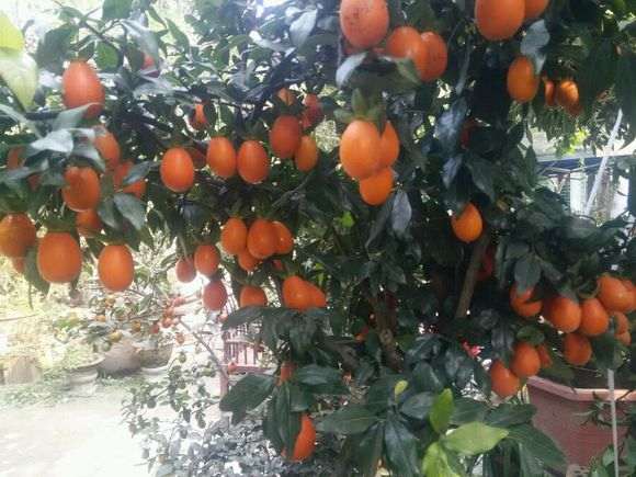 金弹子最适合用酸性土壤种植