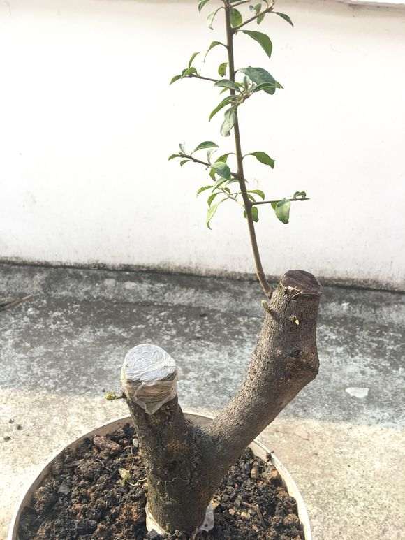 金弹子下山桩的树干好成活不
