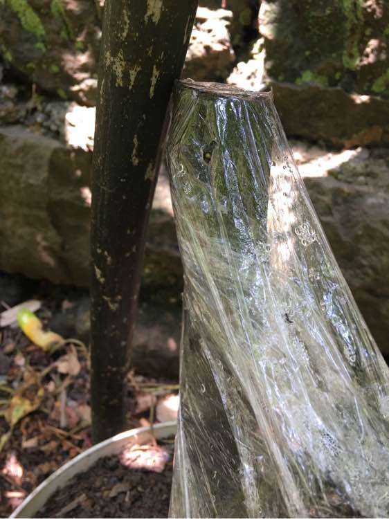 金弹子下山桩 树干好成活不 能发芽么