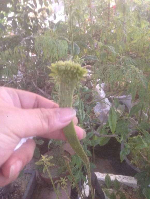 说这是金弹子下山桩吗 怎么很多人不信 图片