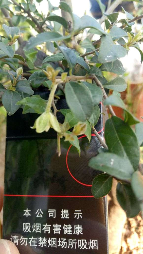 金弹子下山桩在九月份开花正常吗