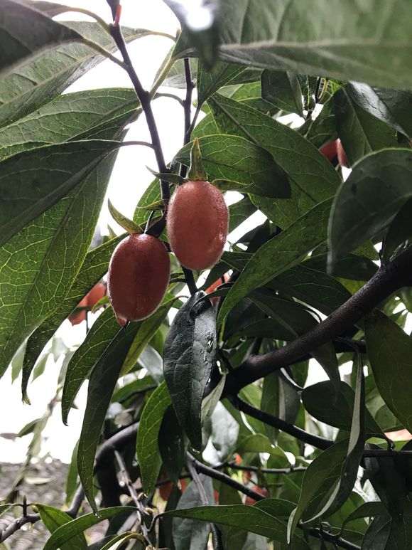 这是不是金弹子下山桩