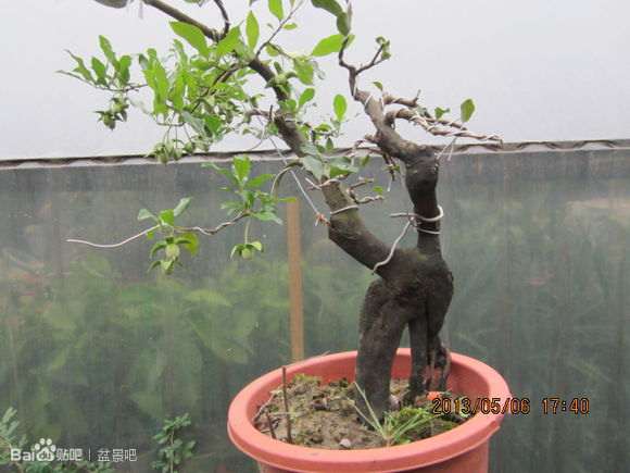 前年网购的四川灌木金弹子下山桩