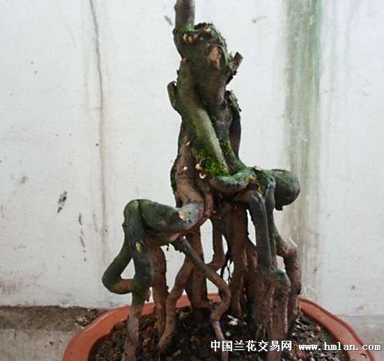 我也谈谈金弹子下山桩的养护技巧