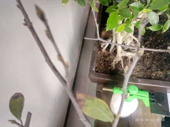 我的金弹子下山桩 是不是快要死了 图片