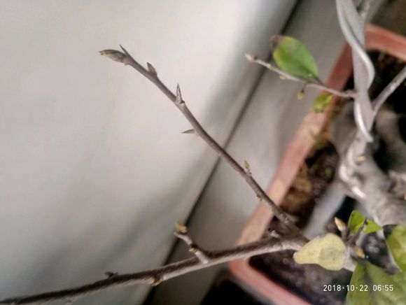 金弹子下山桩 2年长出很多根 可以发芽吗