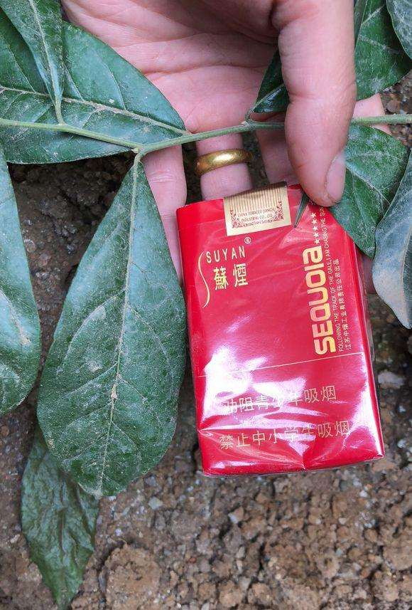 金弹子下山桩的大叶子和小叶子对比