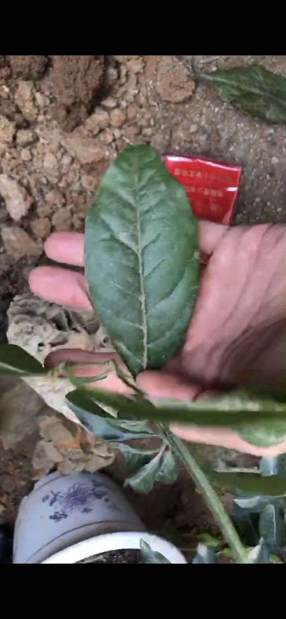 金弹子下山桩的大叶子和小叶子对比