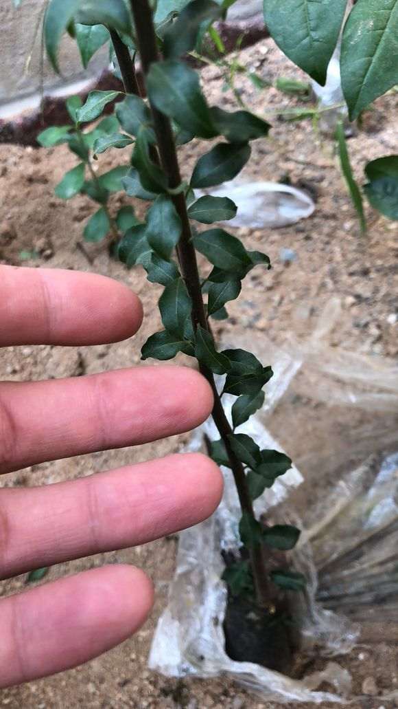 金弹子下山桩的大叶子和小叶子对比