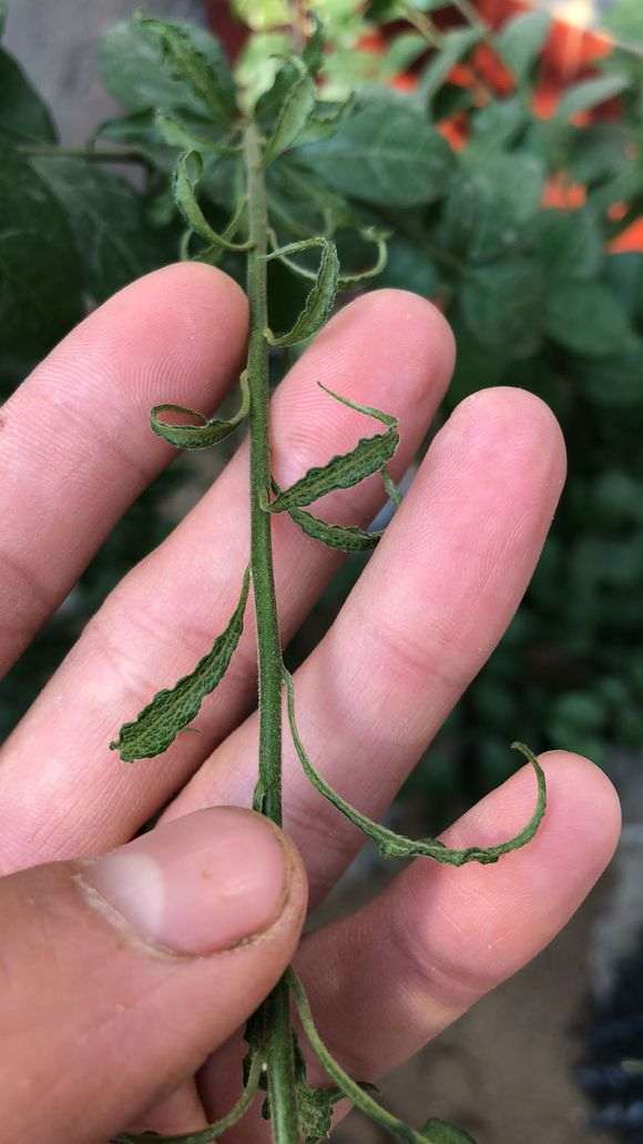 金弹子下山桩的大叶子和小叶子对比