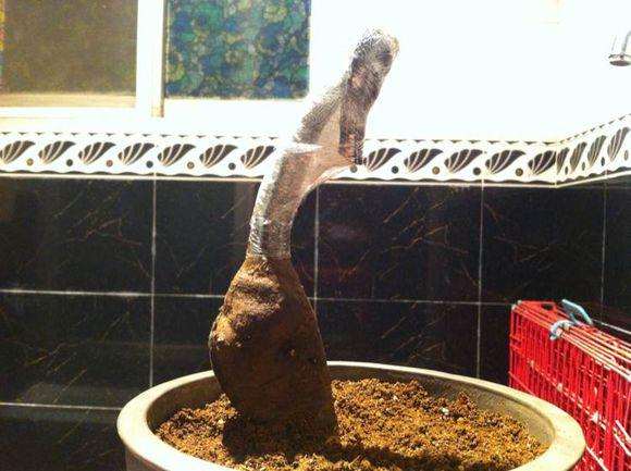 金弹子下山桩的价格 会这么贵