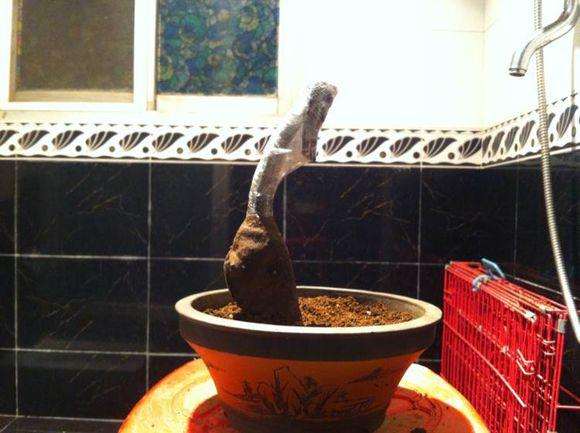 为什么金弹子下山桩的价格