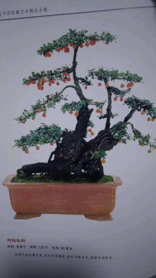 为什么金弹子下山桩