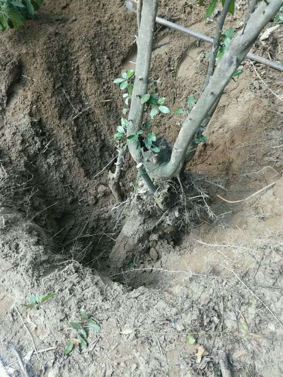 挖个金弹子下山桩 可惜一个人挖不动
