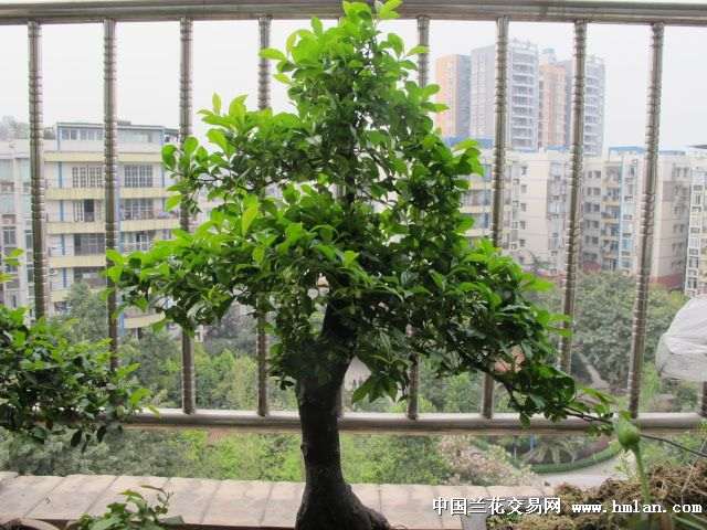 金弹子下山桩怎么快速开花的4个方法