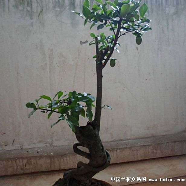 金弹子盆景公花和母花的同步问题