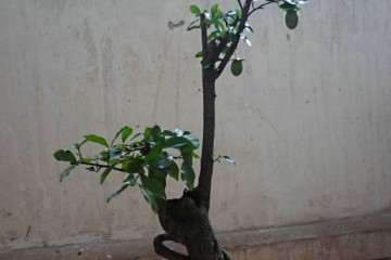 金弹子盆景公花和母花怎么授粉的问题