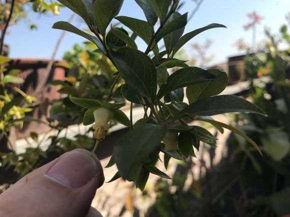 拍了3张金弹子下山桩的授粉图