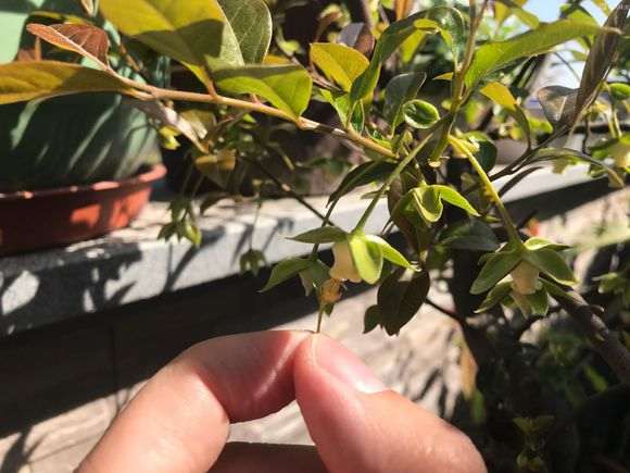 拍了3张金弹子下山桩的授粉图