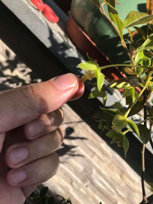 拍了3张金弹子下山桩的授粉图