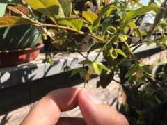 怎么给金弹子下山桩的授粉 3个方法图片