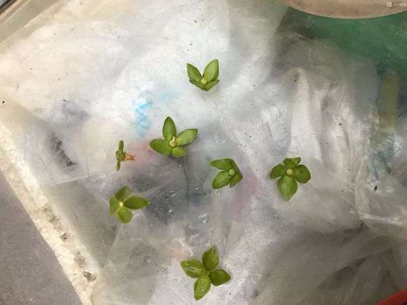 金弹子盆景怎么授粉可以套袋落果的方法