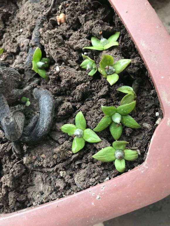 金弹子盆景落果的4个原因分析