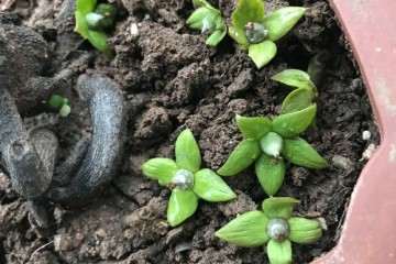 金弹子盆景怎么授粉可以套袋落果的方法